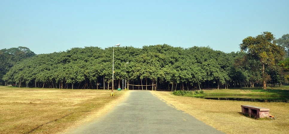 Acharya Jagadish Chandra Bose_Indian Botanic Garden tree